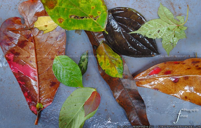 Wet fall leaves