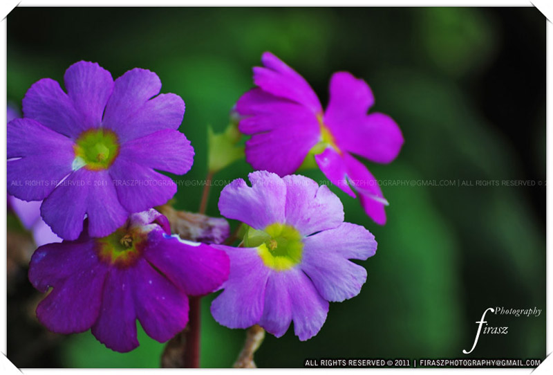 Violet bloom