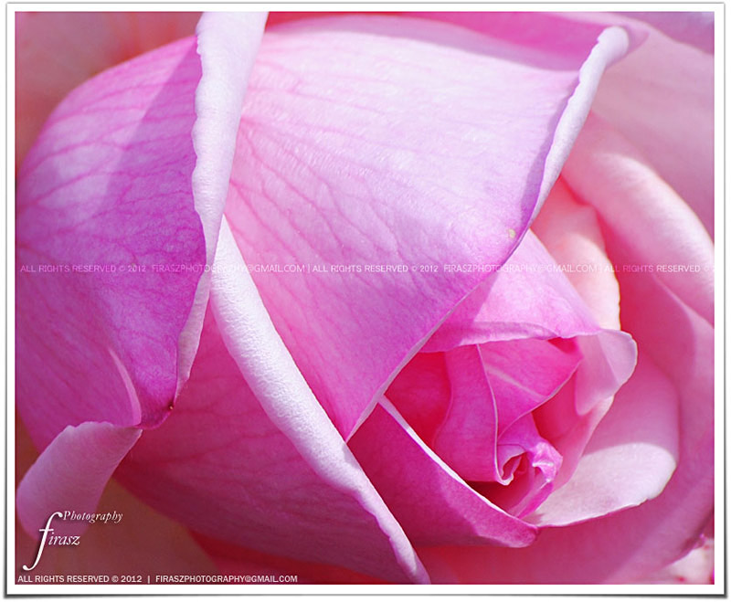 Blushing Rose